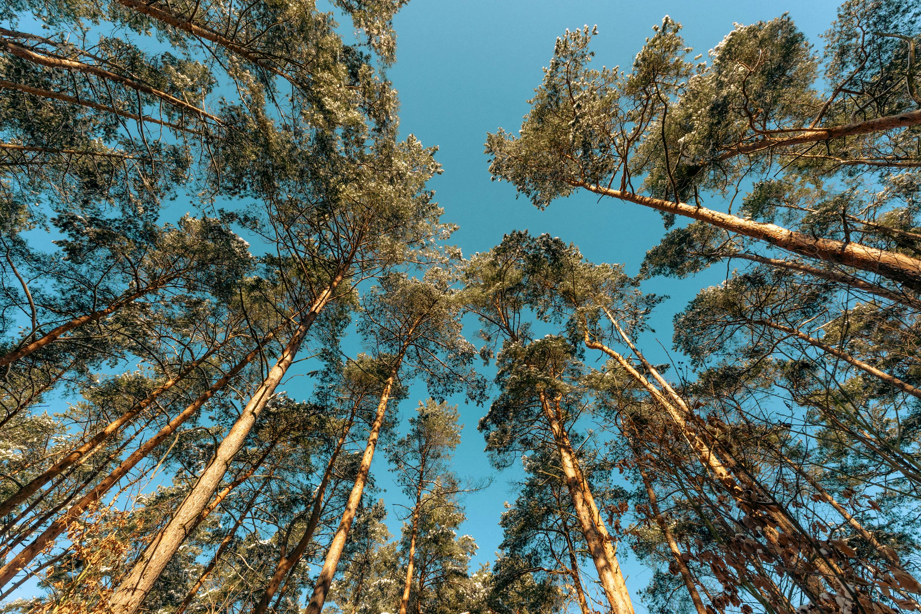Környezetmenedzsment - Lombkoronák